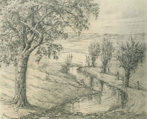 Cottonwood and Willows (Baum drawing)