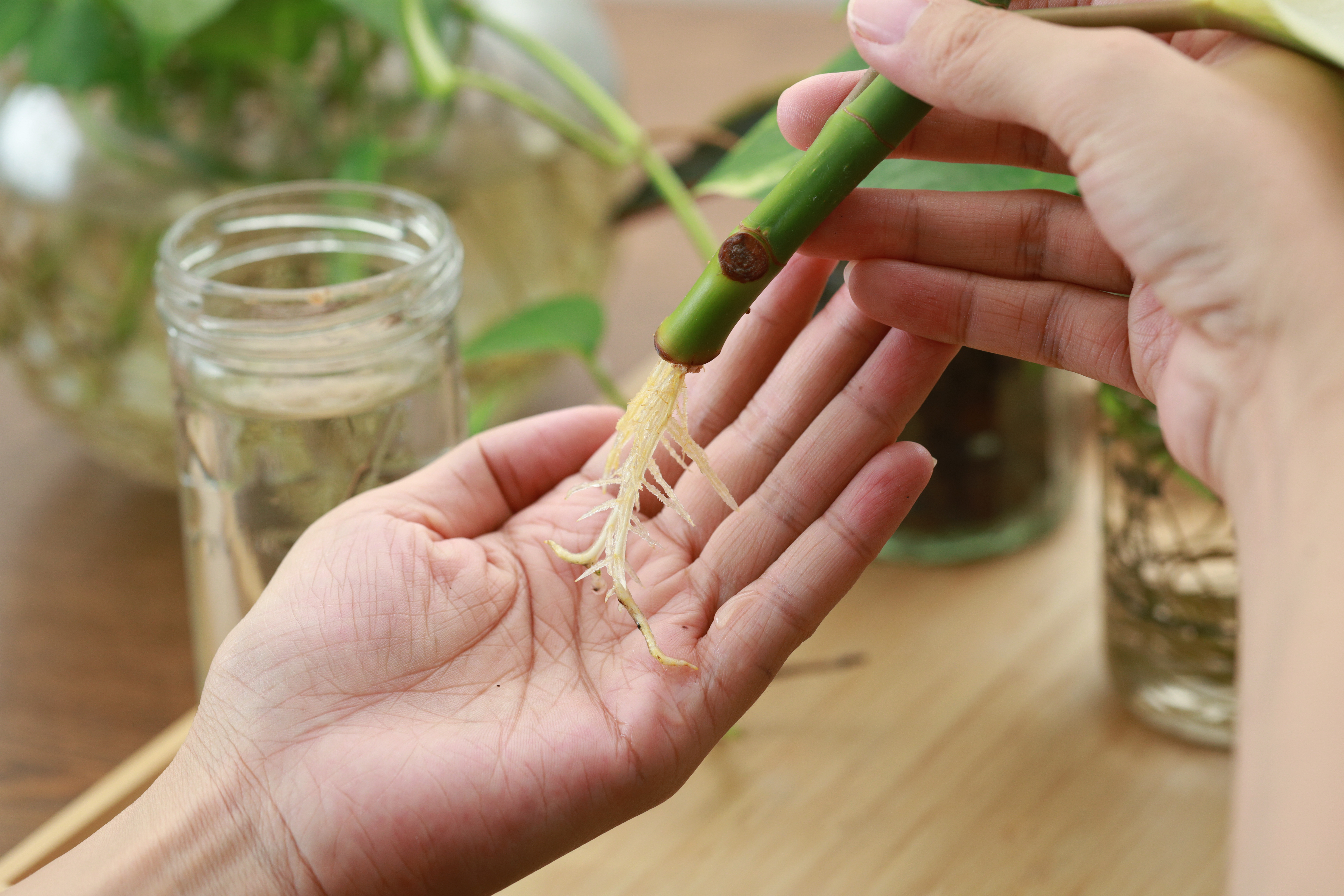 Person holding a plant cutting