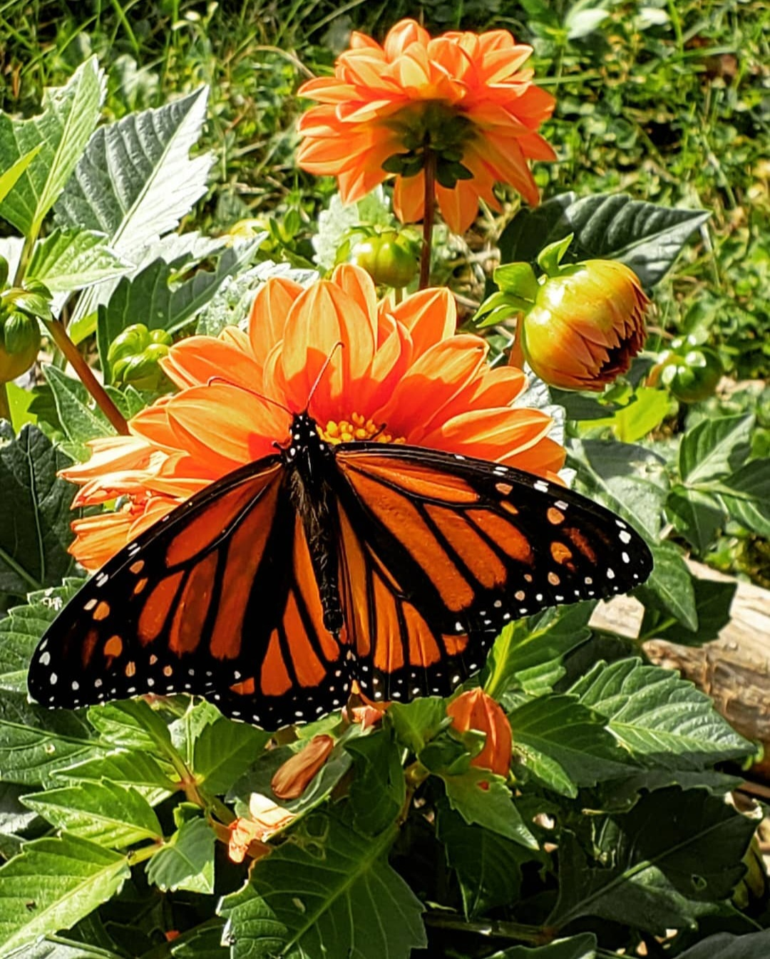 orange outside flowers with Monarch butterfly in Christina's garden
