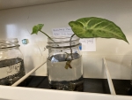 Arrowhead plant clipping in Mason jar full of water