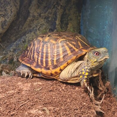 Photo of a box turtle