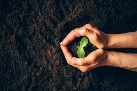 Hands Holding a Sprouted Plant