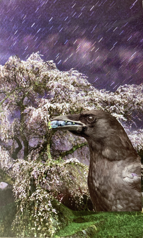 collage of purple sky raining with cherry blossom tree behind an image of a large crow in the foreground with a berry in its mouth