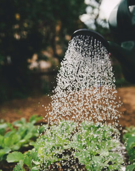 Gardening Watering Can