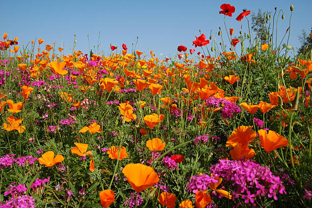 Flower Field